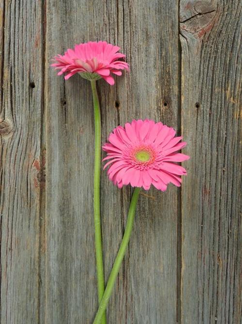 MERMAID HOT PINK GERBERA DAISY